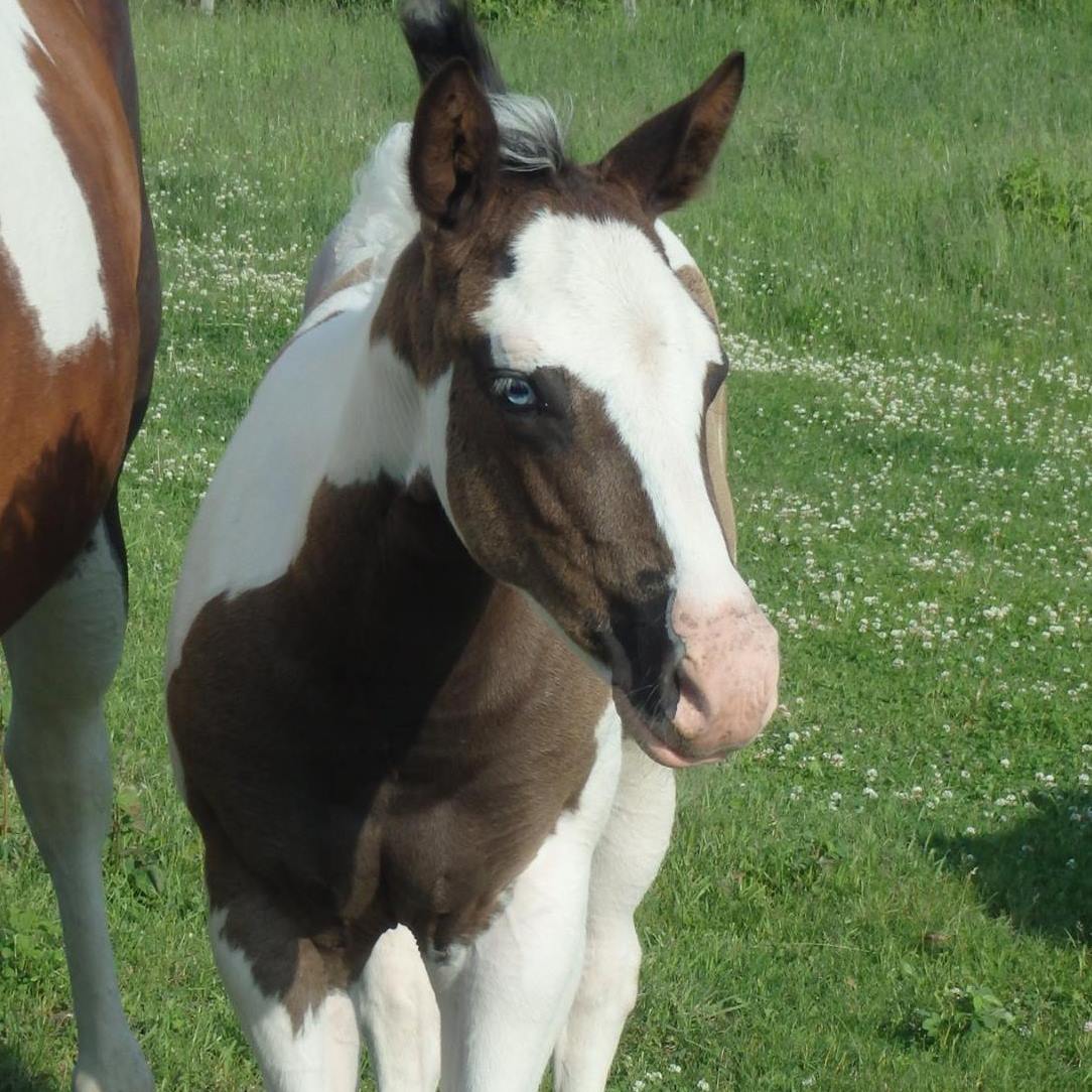 Autumn Trail Paint Horses